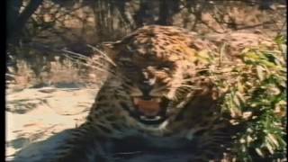 Leopards ~ The Silent Hunter