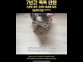 7년간 목욕안한 길냥이 냄새