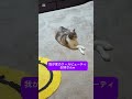 我が家のクールビューティお姉さん【三毛猫こうめちゃん】