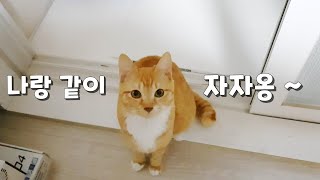 집사에게 같이 낮잠 자자고 조르는 고양이