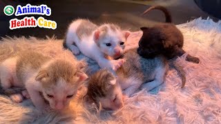 子猫は本物の猫になることを学び始めます–救助後13日目@子猫の1日目から50日目