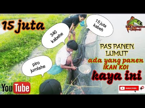 Lagi Panen Lumut Ada Yang Panen Ikan Koi Dapet 15 Juta 1 Kolam #mancing ...