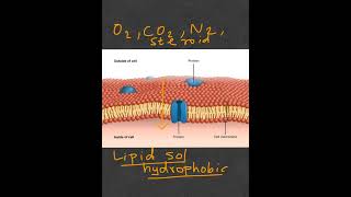 Why is the cell membrane selectively permeable? #reasonwhy #medicaleducation #medicalnotes #medicine