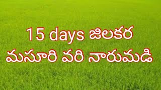 Agriculture In Telugu || 15 రోజుల జిలకర మసూరి వరి నారుమడి