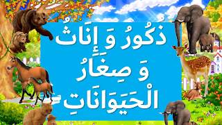 تعلم أسماء ذكور و إناث و صغار الحيوانات-Mâles,femelles et petits des animaux en arabe