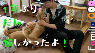 1年ぶりだね、寂しかったよ!【ミニチュアダックス犬】/Estabamos tristes por tu ausencia de un año.