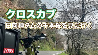 クロスカブで片道2時間半かけて日向神の千本桜を見に行った(再アップ)