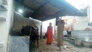 బర్రె గొడ్ల మీనా ఆదాయం తక్కువ ఖర్చు ఎక్కువ @ Mamatha Shankar Farm Life