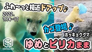 【旭山動物園】ふわ〜っとドアップゆめちゃん！🐻‍❄️みんな大好きカゴ登場！🛍ゆめとピリカまま(7/14〜17) [Asahiyama Zoo] Polar bear, Pirika and Yume.