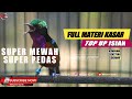 SUPER MEWAH SUPER PEDAS !! KONIN GACOR FULL ISIAN MEWAH COCOK UNTUK MASTERAN KOLIBRI NINJA KAMU !!