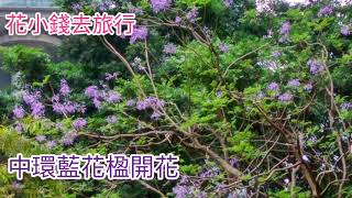 中環藍花楹開花@香港賞花2021