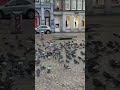 very rare pigeons in Amsterdam, Netherlands