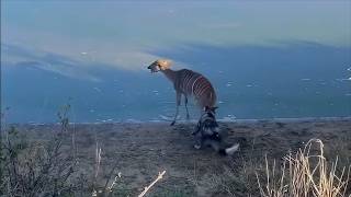 Painted wolf hunts alone