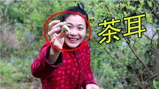 农村姑娘上山摘茶耳，一颗树就有10多颗茶耳，把十三妹高兴坏了【湘西十三妹】