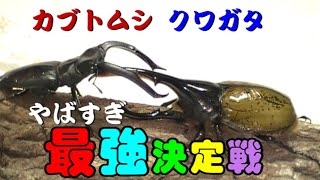 【ヘラクレス】カブトムシ・クワガタ最強王者決定トーナメント【オオクワ】