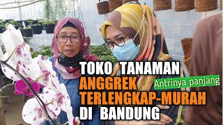 Toko Tanaman Anggrek di Bandung Terlengkap Murah | JM Tani