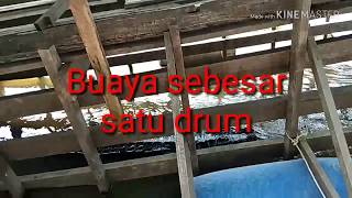 Buaya sebesar satu drum