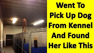 Funny Animals Found Themselves In The Most Unexpected Situations While At The Shelter