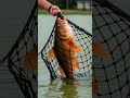 big fish fishingvideo bassfishing crocodile fishing wildlife bigcatfish sportfishing