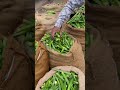 bendakaya ladyfingers bowenpally vegetable market ladyfinger viral trending shorts youtube