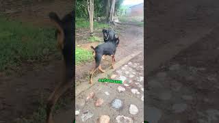 Doberman Pinscher Meets Rottweiler #dog