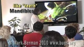BUG-O-Vision! Insect Mouthparts