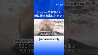 親ビーバーのひと押しで水にドボン！“今しか見られない愛らしい姿”アメリカビーバーの赤ちゃん初公開　那須どうぶつ王国｜TBS NEWS DIG #shorts