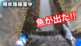 用水路でもサケ科は捕れる！冬の魚とり【ガサガサ】