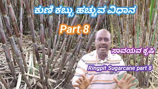 ಕುಣಿ ಕಬ್ಬು ಹೇಗೆ ಹಚ್ಚಬೇಕು ಸಂಪೂರ್ಣ ಮಾಹಿತಿ part 8 || Ringpit Sugarcane part 8 ✅