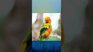 പക്ഷികളിൽ  ഏറ്റവും മനോഹരമാണ് തത്തകൾ #viralvideo #shorts #malayalam #parrots #nature #latestnews