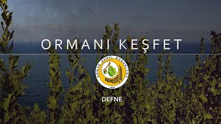 DEFNE BİTKİSİ - ORMANI KEŞFET