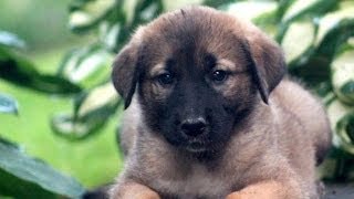 60 Seconds Of Cute Anatolian Shepherd Puppies!