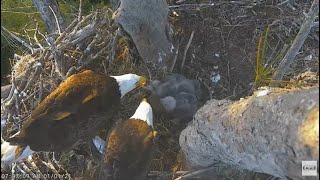 Fish Deliveries - Beautiful Tandem Feeding \u0026 Family Interaction - Captiva Bald Eagles - Jan 1, 2021