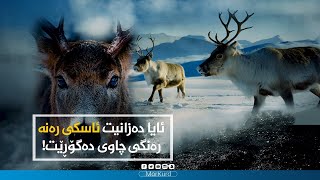 ئایا دەزانیت ئاسکی رەنە ڕەنگی چاوی دەگۆڕێت