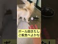 【ポメラニアン×チワワ犬】ほんま気分屋