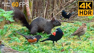 Cat TV for Cats to Watch 😺🐦 Playful Birds and Squirrels on the Grass 🐿 4K HDR 60FPS