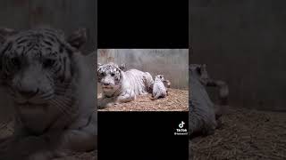 Tiger Fight, Lion Fight, Epic Lion/Buffalo battle at Mwamba Bush Camp Photographic Hide # 102