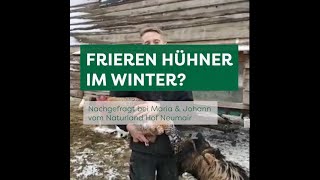 Frieren Hühner im Winter?