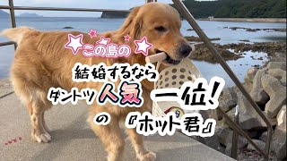 結婚するなら、こんな人……理想の男『愛犬ホット君』@hotto510 #ゴールデンレトリバー #ホットちゃんねる #愛犬 #新上五島町