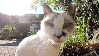 【猫に会える寺 浄瑠璃寺】美しい庭園で過ごす人なつこい猫たち Cats in a beautiful garden of Jyoruri-ji temple