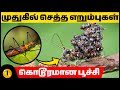 கொடூரமாக கொல்லும் நாவாய்ப்பூச்சி | Interesting Facts about Assassin Bugs | Animaltube Tamil