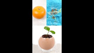Grow Orange Seed Fast & Easy Way#Shorts