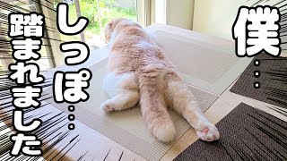 うっかり犬が子猫のしっぽを踏んで怒って拗ねちゃいました…