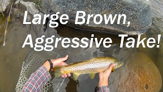 Large Brown, Aggressive take