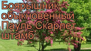 Боярышник обыкновенный Пауль Скарлет штамб 🌿 обзор: как сажать, саженцы боярышника