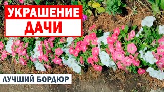 Лучший бордюр из петунии для цветника на даче!!!