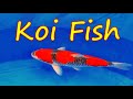 【Koi Fish / Japan】World best Nishikigoi