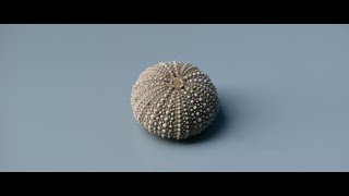 Is herpes contagious?