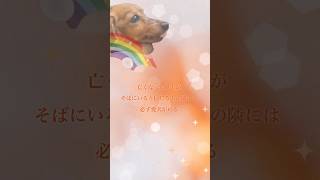 亡くなった愛犬は側にいるよ#ペットロス#虹の橋