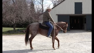 Start to Soften and Collect Your Horse's Back Up (Episode 98) - Herm Gailey